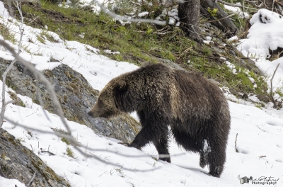 Grizzly Jam in Pelican Valley YNP 2025